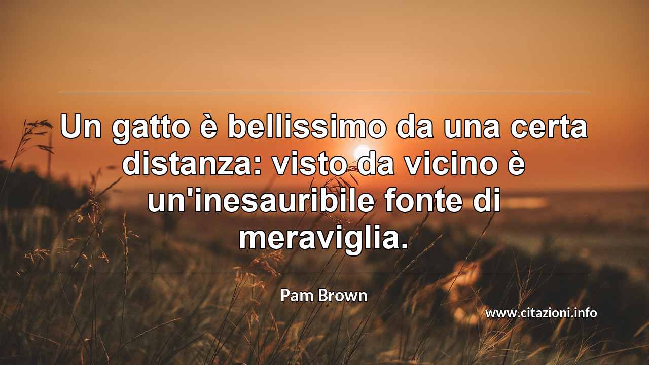“Un gatto è bellissimo da una certa distanza: visto da vicino è un'inesauribile fonte di meraviglia.”